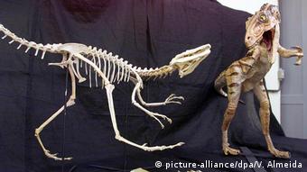 El santanaraptor, de la colección de Paleontología del museo.