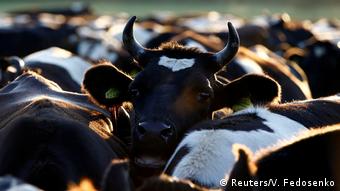 Weißrussland Kühe der Rasse Schwarzbunte
