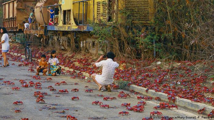 Our beautiful planet: Christmas Island′s red crabs on the march | Eco Africa | DW | 10.09.2018