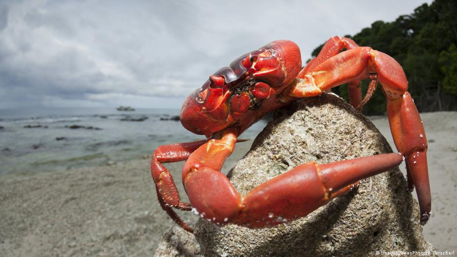 Our beautiful planet: Christmas Island′s red crabs on the march | Eco Africa | DW | 10.09.2018