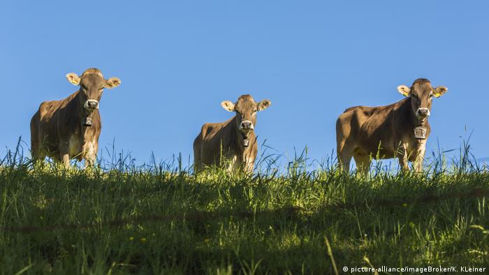 Três vacas em pasto