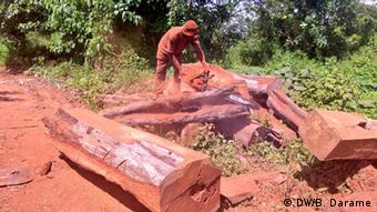Guinea-Bissau Holzwirtschaft (DW/B. Darame)