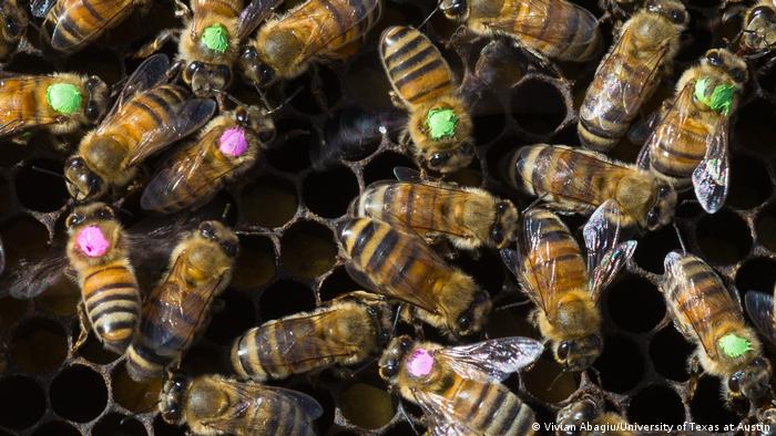 Las abejas con microbioma intestinal alterado por glifosato mueren con mucha más frecuencia cuando se exponen a la bacteria Serratia marcescens.