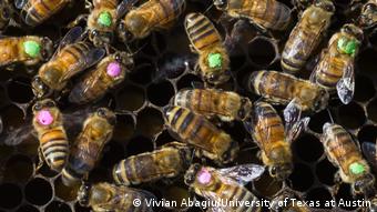 Bienen und Glyphosat