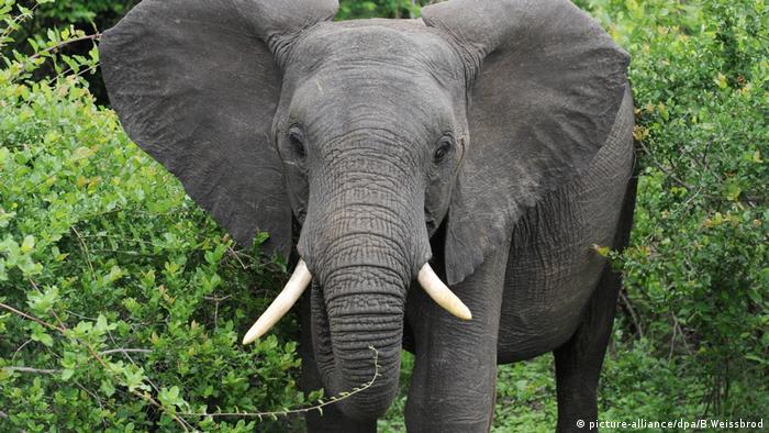 Africa Juega Sus Ultimas Cartas Para Salvar Al Elefante Ecologia Dw 16 03 2019