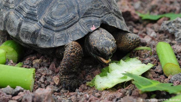 bilder von schildkröten  malvorlagen gratis