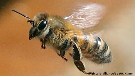 La abeja melífera occidental (Apis mellifera) es la especie más conocida de los himenópteros. Hay nueve especies de abejas melíferas (Apis) en el mundo; y 30.000 de abejas silvestres. Estas últimas visitan 1.000 flores al día. Las melíferas, unas 300. Transportan polen de unas plantas a otras y permiten su reproducción. El 80 por ciento de las plantas con flores son fertilizadas por insectos.