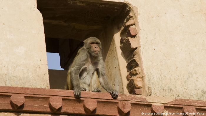 A rhesus monkey in India, looking out of a window