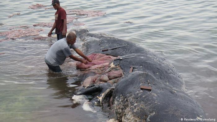 Homens extraem resÃ­duos plÃ¡sticos de carcaÃ§a de cachalote na IndonÃ©sia