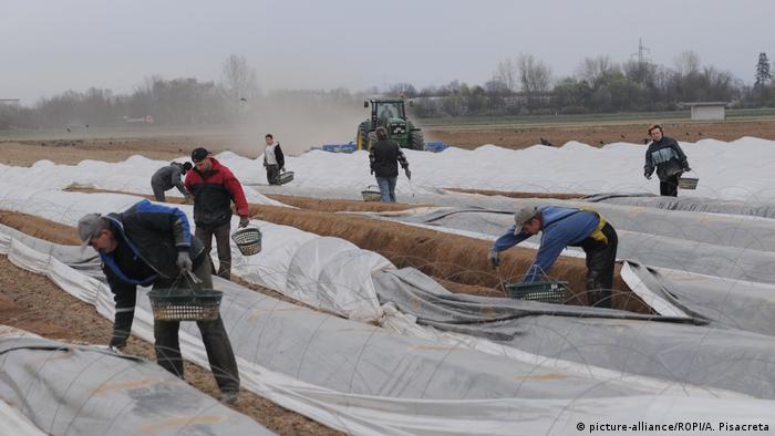 Njemačka poljoprivreda ovisi o stranim sezonskim radnicima
