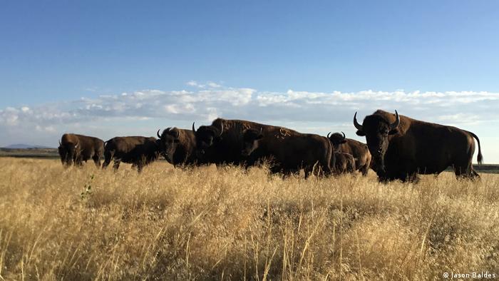 A população de bisões-americanos foi dizimada de 60 milhões para pouco mais de 500 espécimes no século 19