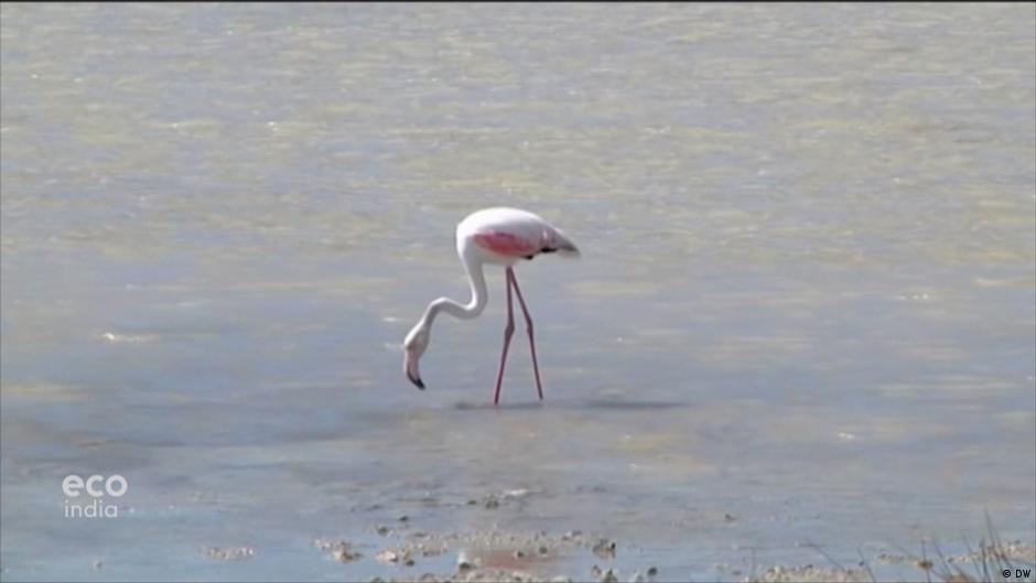 Flamingos Promote Ecotourism Eco India Dw 01 08 2019
