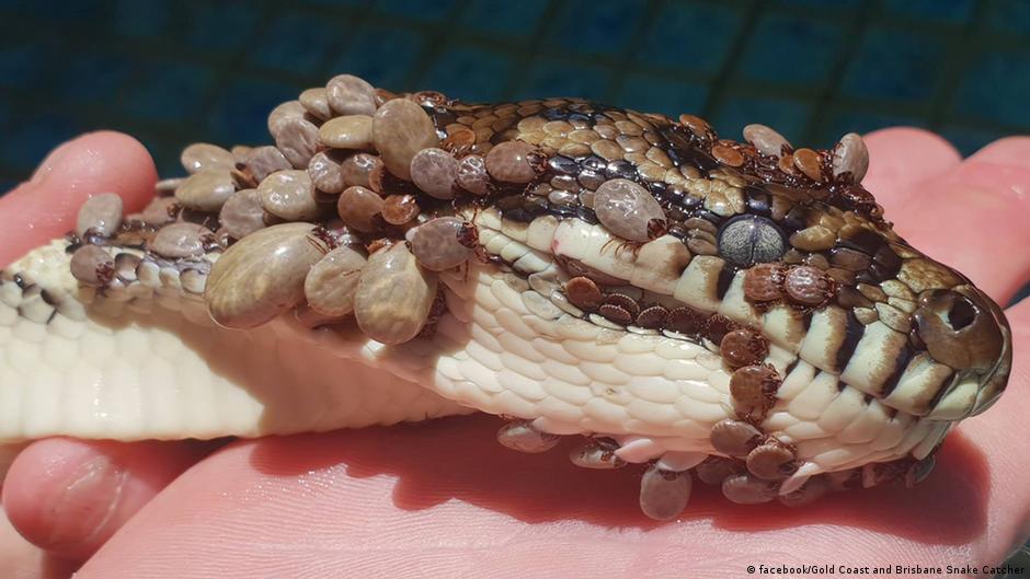 Australian Snake Catcher Rescues Python With 500 Ticks News Dw