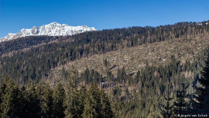 Com picos cheios de neve ao fundo, foto mostra floresta de Paneveggio, no norte da Itália, e morro com área cheia de pinheiros caídos