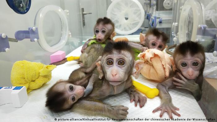 Macacos clonados em imagem divulgada pela Academia Chinesa de Ciências em Xangai