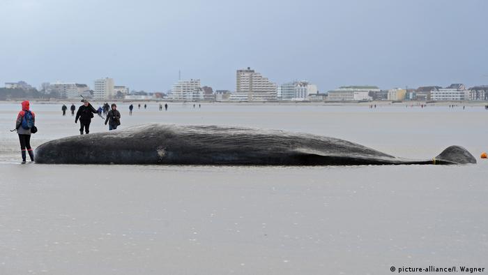 Incluso en el Mar de Frisia, en Alemania, las ballenas como este cachalote que aún no ha crecido por completo terminan sus días varadas.