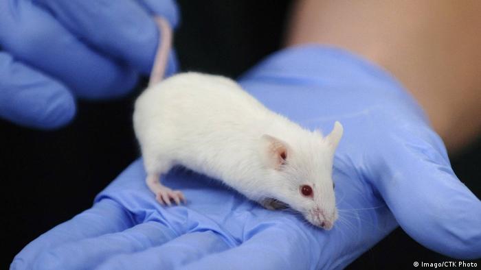 A mouse being subjected to scientific testing