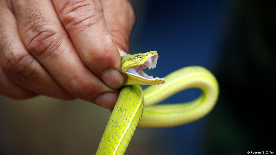 Snakebites Kill At Least 80 000 People Per Year And Probably More