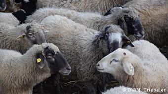 Flock of Alpine Stone Sheeps