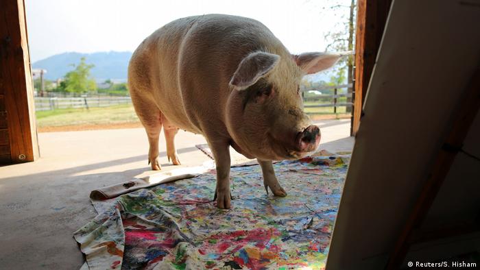 Südafrika, Kapstadt: Schwein Pigcasso malt auf Leinwand (Reuters/S. Hisham)