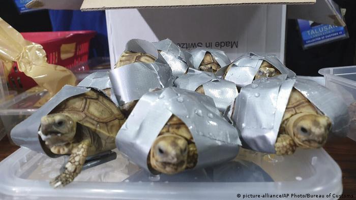 Manila Airport Finds 1 500 Live Turtles In Suitcases News Dw
