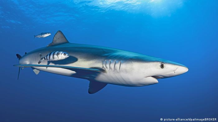 Científicos monitorean por primera vez tiburones azules en ...