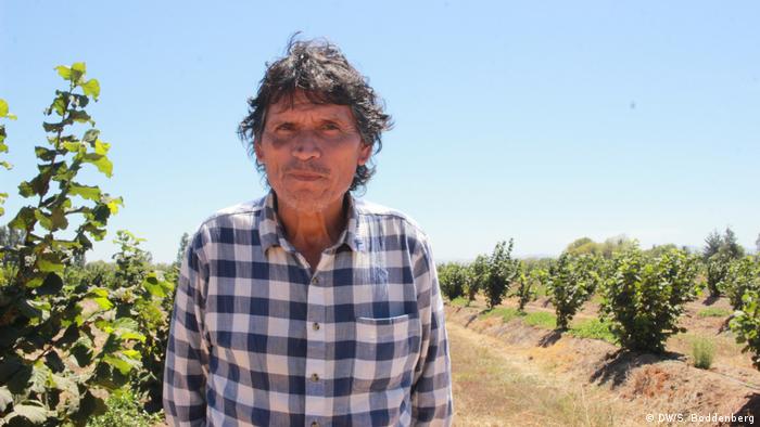 Chile: plantaciÃ³n de avellanos en Pelarco, RegiÃ³n del Maule - LÃ¡zaro Aburto (DW/S. Boddenberg)