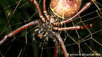 خيوط العنكبوت لإصلاح الألياف العصبية علوم وتكنولوجيا Dw
