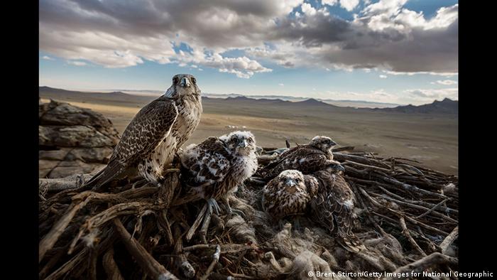 Falcons and the Arab Influence photo by Brent Stirton (Brent Stirton/Getty Images for National Geographic)