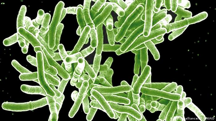Mycobacterium Tuberculosis (picture-alliance/BSIP/NIAID)