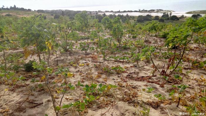Mosambik | Anbaugebiete in Agoche, Provinz Nampula