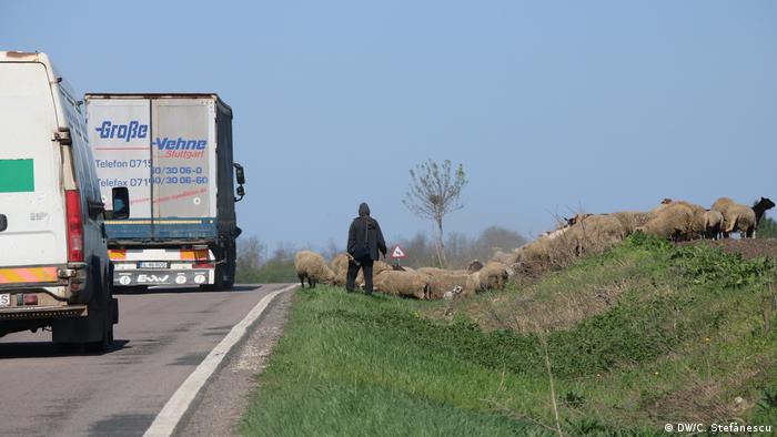 Drum naţional cu TIR-uri şi oi (DW/C. Ştefănescu)