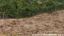 Wie Soja Brasiliens Regenwald in Gefahr bringt