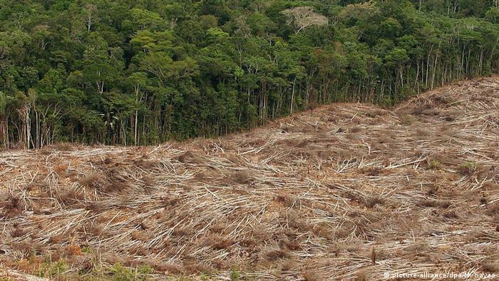 Desmatamento na Amazônia em áreas preservadas cresce 40%