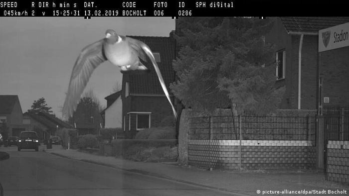 A pigeon setting off a speed camera (picture-alliance/dpa/Stadt Bocholt)