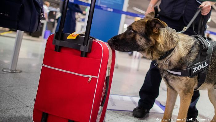 Perros detectan ya olores específicos en los aeropuertos alemanes