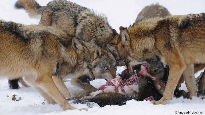 Wolves eating a wild boar