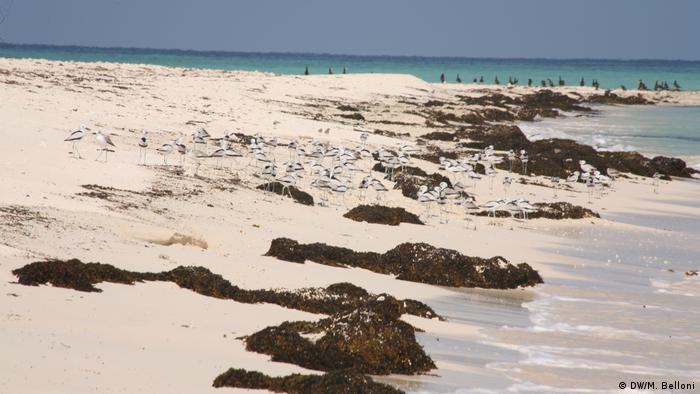 White sandy beach dotted with seaweed