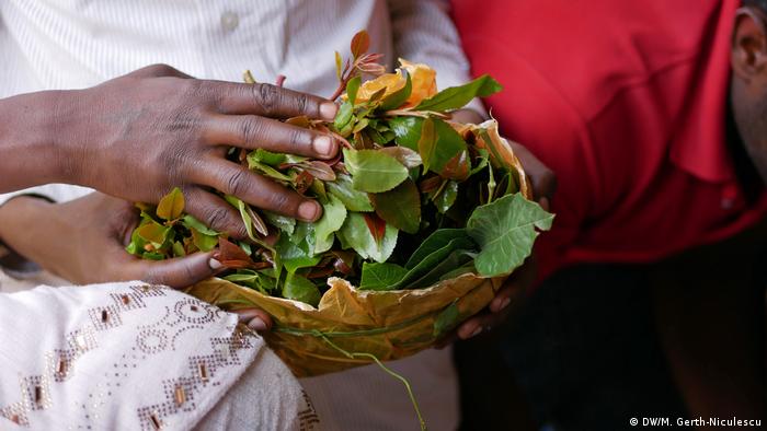 Hands holding a bundle of khat leaves (DW/M. Gerth-Niculescu)