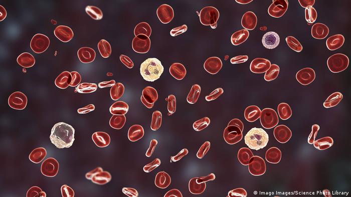 Blutzellen (Imago Images/Science Photo Library)