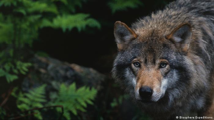 A press photo of a wolf released by Biosphere Expeditions