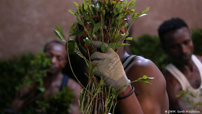 A man holds up a handful of khat branches (DW/M. Gerth Niculescu )