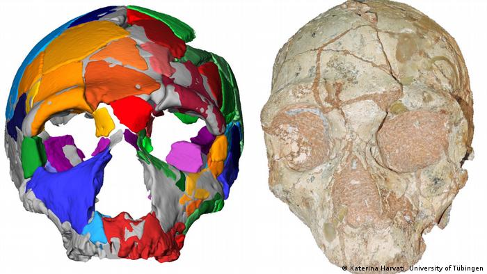 The Apidima 2 skull fragment and an Apidima 2 computer model (Katerina Harvati, University of Tübingen)