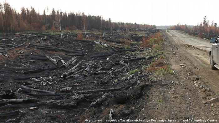Сгоревший лес под Красноярском