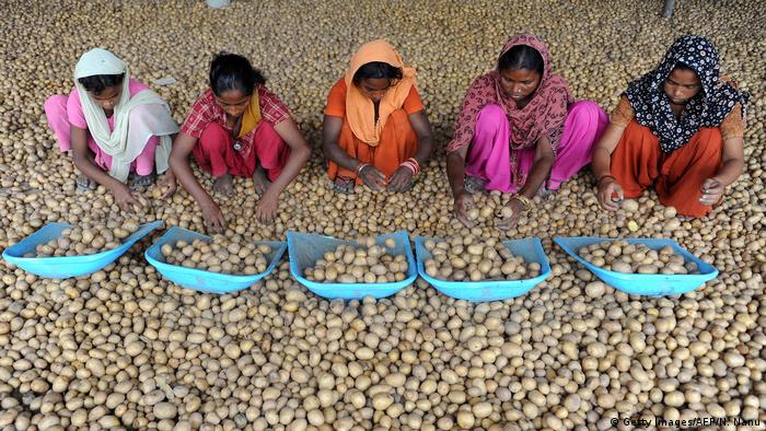 Indien Landwirtschaft Kartoffeln (Getty Images/AFP/N. Nanu)