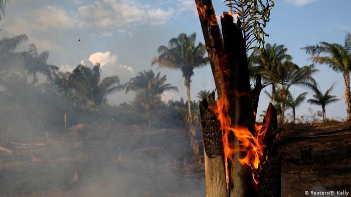 Amazonas Un Ecocidio Contra Un Patrimonio Natural De Todos El