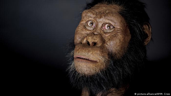 دراسة جدة قديمة للجنس البشري كانت أقل ذكاء من القرود علوم