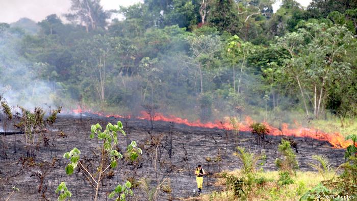 WWF: ″Los incendios en el Amazonas destruyeron el hábitat de ...