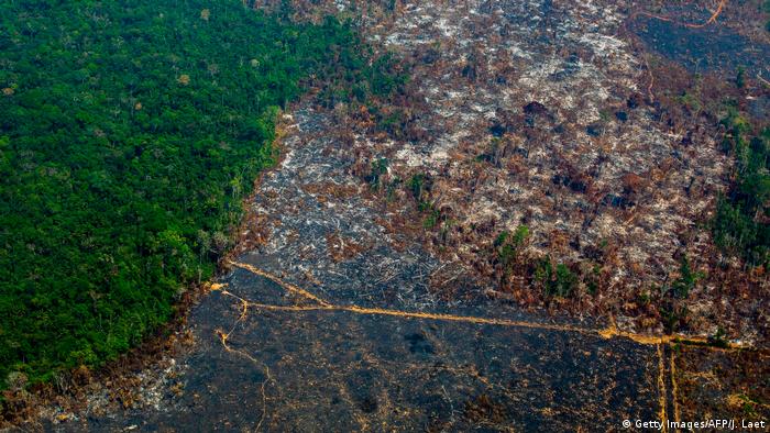 El desmonte y la deforestación son factores clave de la pérdida de especies de plantas y hongos.