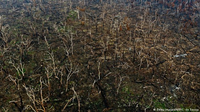 Abgebrannte Waldfläche nahe der Stadt Porto Velho im Bundesstaat Rondonia im Nordwesten Brasiliens (Getty Images/AFP/C. de Souza)